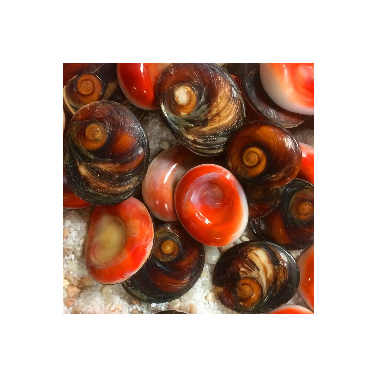 Oeil de sainte Lucie bruts pack