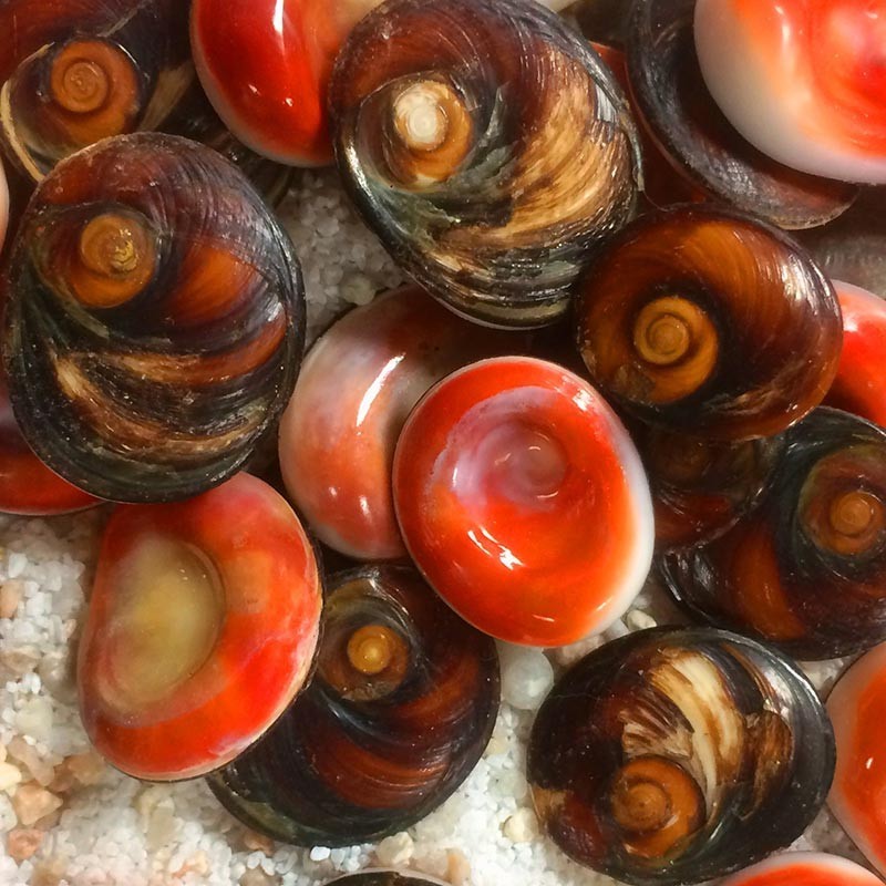 Oeil de sainte Lucie bruts pack