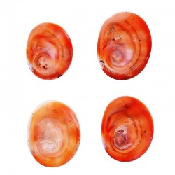 Oeil de sainte Lucie Méditerranéen