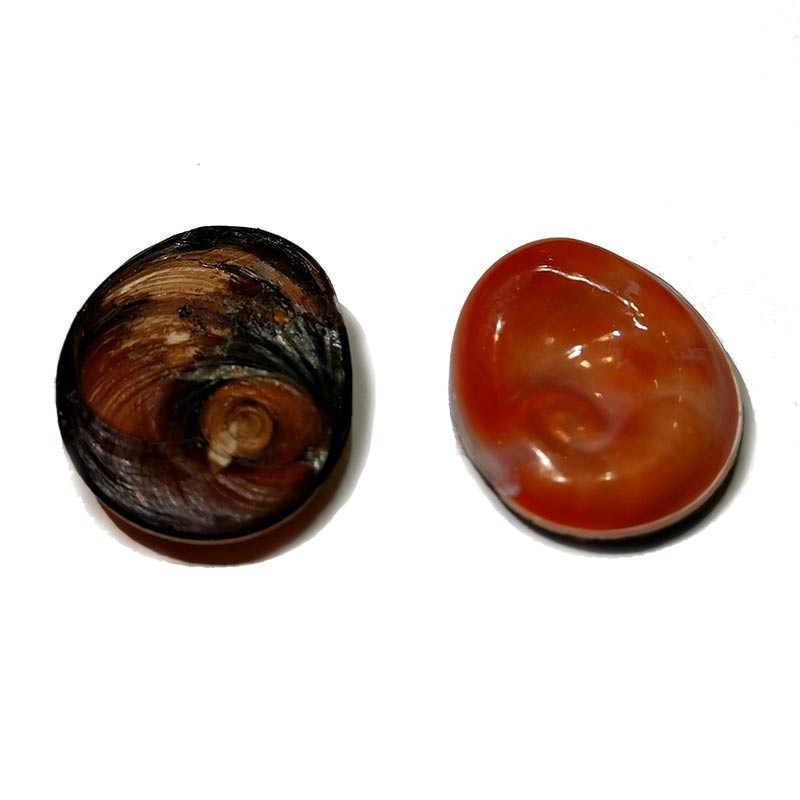 Lot de 4 Œil de sainte Lucie Méditerranéen Brut