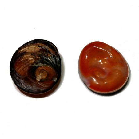 Lot de 4 Œil de sainte Lucie Méditerranéen Brut