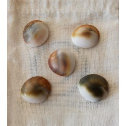 Lot de 5 yeux de sainte Lucie Océan Pacifique